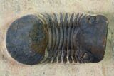 Paralejurus Trilobite - Morocco #171488-2
